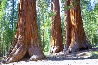 Sequoias Bachelor and three Graces in Mariposa Grove at Yosemite National Park California