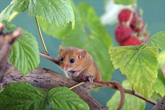 Dormouse (Muscardinus avellanarius) in a raspberry bush Federal Republic of Germany