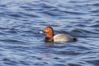 Common Pochard male swimming in the lake (Aythya ferina)