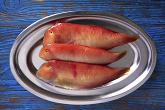 Galan fish Xyrichtys novacula in a row seafood from Mediterranean