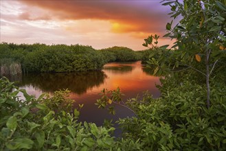 Mangroove sunset in Riviera Maya of Mayan Mexico