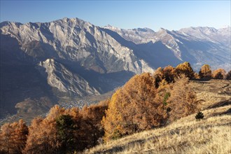 Sunset, autumnal larches, view of the Rhone valley with Saillon, La Tzoumaz, Riddes, Valais,