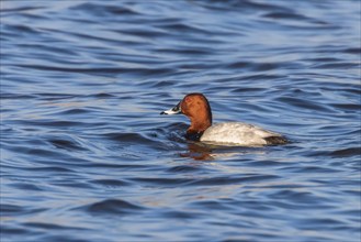 Common Pochard male swimming in the lake (Aythya ferina)