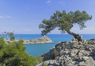 Old curved relict tree-like juniper (Juniperus excelsa) on a rock above the sea. Karaul-Oba, Novyy