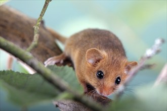 Dormouse (Muscardinus avellanarius) in a raspberry bush Federal Republic of Germany