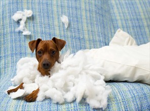 Naughty playful puppy dog after biting a pillow tired of hard work