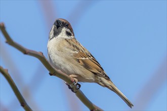 Tree Sparrow on branch (Passer montanus) Close Up