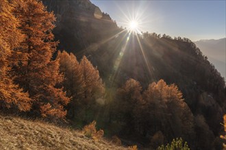 Sunset, autumnal larches, La Tzoumaz, Riddes, Valais, Switzerland, Europe