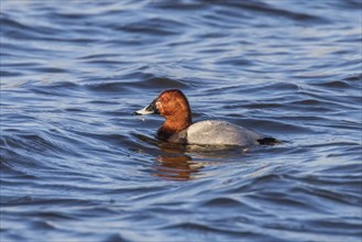 Common Pochard male swimming in the lake (Aythya ferina)