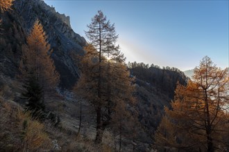 Sunset, autumnal larches, La Tzoumaz, Riddes, Valais, Switzerland, Europe