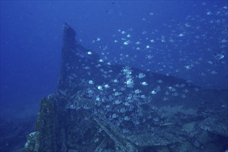 Two-banded seabream (Diplodus vulgaris) swimming around a sunken shipwreck in the sea, dive site