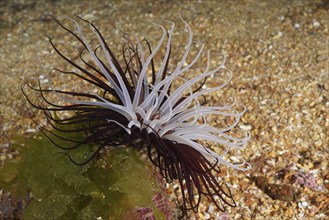 A white-brown cylinder rose (Cerianthus membranaceus) on a sandy seabed, dive site Wreck Le Vapeur,