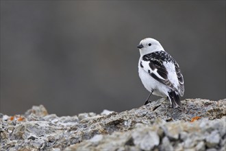 Snow bunting (Plectrophenax nivalis insulae, Emberiza nivalis) male in breeding plumage perched on