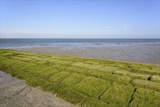 Stone groyne covered with algae on the beach of Norderney, North Sea, East Frisian Islands, Lower