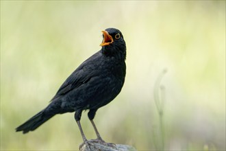 Singing male blackbird (Turdus merula), Castilla-LaMancha, Spain, Europe