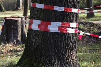 Barrier, danger of falling trees, Germany, Europe