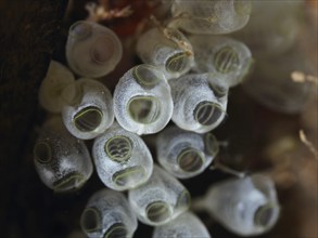 Close-up of transparent sea squirts, dwarf sea squirt (Pycnoclavella nana), in the sea, dive site