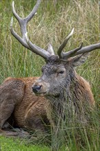 Red deer (Cervus elaphus) close-up of stag with big antlers resting in tall grass in grassland at