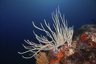 White gorgonian (Eunicella singularis) and orange details in a blue sea, dive site Sec de la Jeaune