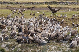 Griffon vulture (Gyps fulvus), group on the feeding ground in the Pyrenees, Catalonia, Spain,