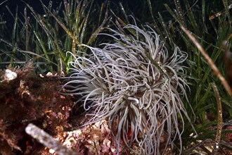 Bright anemone, wax rose (Anemonia sulcata), amidst seagrass, Neptune grass (Posidonia oceanica) in