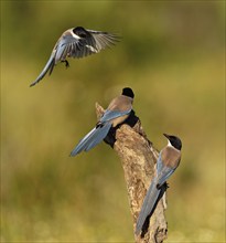 Blue magpie (Cyanopica cookei), Extremadura, Spain, Europe