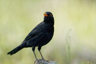 Singing male blackbird (Turdus merula), Castilla-LaMancha, Spain, Europe