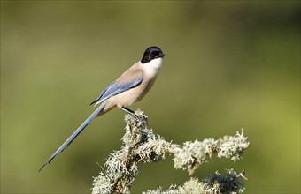 Blue magpie (Cyanopica cookei), Extremadura, Spain, Europe