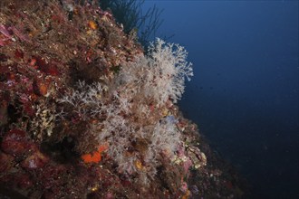 White-coloured coral formations, grape-shaped tree polyp (Eudendrium racemosum), in a dark marine