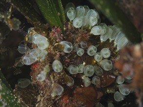 Colony of small transparent dwarf sea squirts (Pycnoclavella nana), sea squirts, in a green