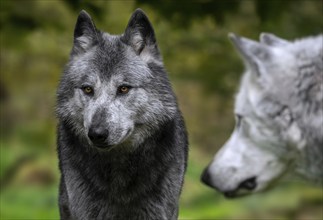 Close-up of two black and white Northwestern wolves, Mackenzie Valley wolf, Canadian, Alaskan