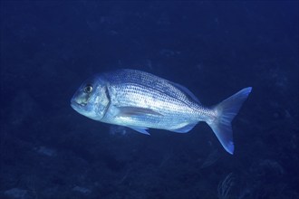 Silvery fish, dentex (Dentex dentex), elegantly making its way in the dark blue water, dive site