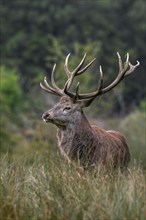 Rutting red deer (Cervus elaphus) stag with big antlers standing in grassland at edge of forest