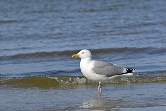 Herring Gull (Larus argentatus) foraging at the edge of the river, North Sea, Norderney, East