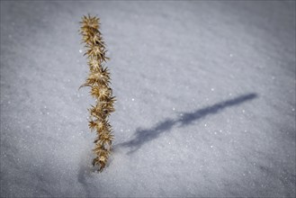 Lone plant standing in the snow with long shade