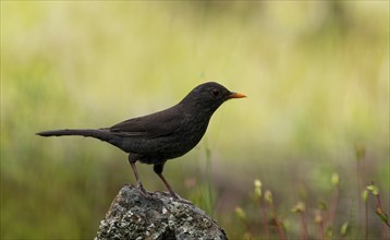 Young male blackbird (Turdus merula), Castilla-LaMancha, Spain, Europe