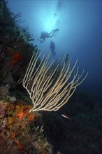 Divers explore a reef with white gorgonian (Eunicella singularis) in deep blue water, dive site Sec