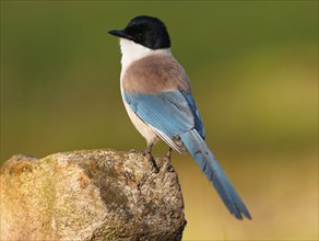 Iberian magpie (Cyanopica cookei), Extremadura, Spain, Europe