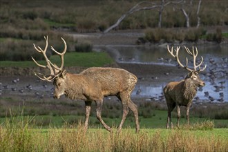 Red deer (Cervus elaphus) stags with big antlers walking on lake shore with geese during rut in