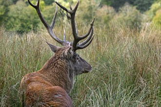 Red deer (Cervus elaphus) stag with big antlers resting in tall grass in grassland at edge of