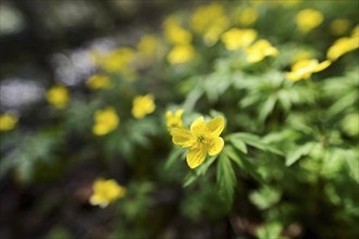 Yellow Anemone (Anemone ranunculoides), flowering, Switzerland, Europe