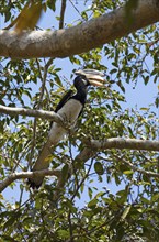 Malabar Hornbill (Anthracoceros coronatus) on a tree in the ruined city of Polonnaruwa, Central