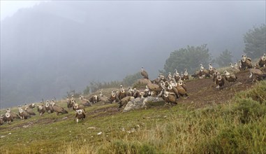 Griffon vulture (Gyps fulvus), group, fog, feeding ground in the Pyrenees, Catalonia, Spain, Europe