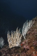 White gorgonians (Eunicella singularis) protrude from the seabed in a blue environment, dive site