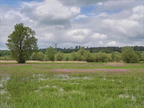 Field of flowering cuckooflower (Silene flos-cuculi), Reussspitz nature reserve, Canton Zug,