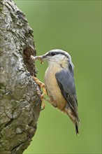 Nuthatch (Sitta europaea), with food in its beak in front of its breeding den, Lake Neusiedl