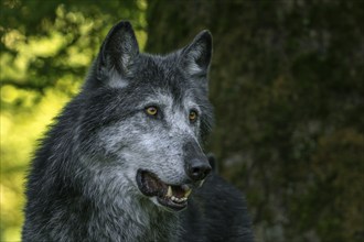 Close-up portrait of black Northwestern wolf, Mackenzie Valley wolf, Canadian, Alaskan timber wolf