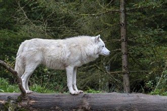 Arctic wolf, white wolf, polar wolf (Canis lupus arctos) native to the High Arctic tundra of