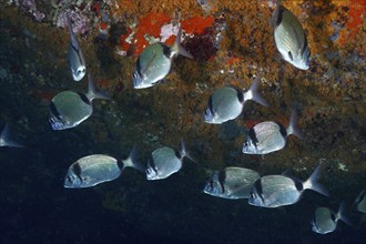 Shoal of silver fish, two-banded bream (Diplodus vulgaris), in front of a coral wall, dive site