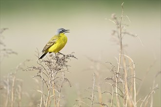 Yellow wagtail (Motacilla flava), male sits singing on a thin blade of grass, singing station, Lake